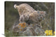 "Bobcat Mother And Kitten In Snowfall, North America" Artwork, 32" x 24"