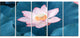"Blooming Pink Lotus Flower" Oversized Beach Canvas Artwork, 5 Panels, 60"x28"
