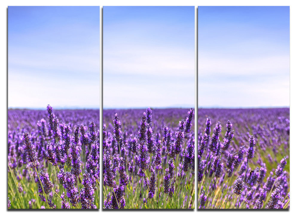 "Close View of Lavender Flower Field" Metal Wall Art, 3 Panels, 36"x28"