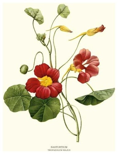 Vintage Botanical Flower Art Print: Nasturtium