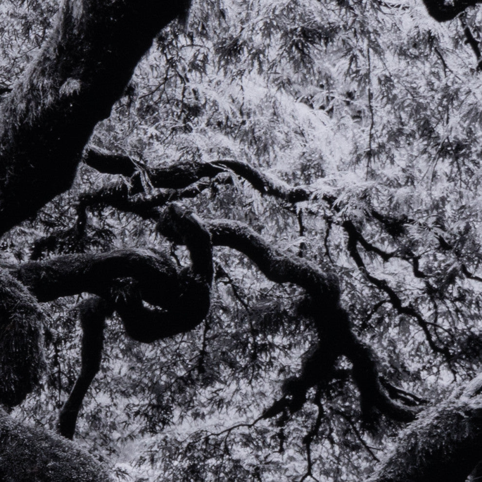 Tree Gaze Iv By Coup D'esprit