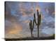 "Saguaro Cacti, Cabo San Lucas, Mexico" Artwork, 32" x 24"