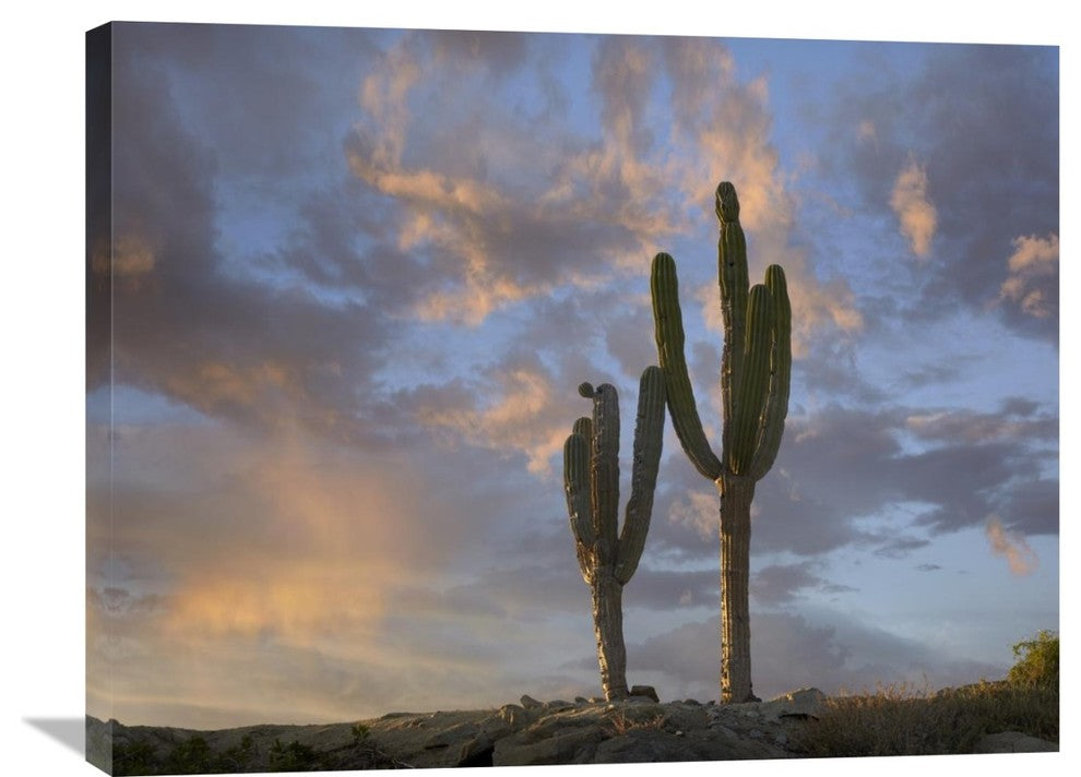 "Saguaro Cacti, Cabo San Lucas, Mexico" Artwork, 32" x 24"