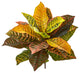 21" Garden Croton Artificial Plant, Real Touch, Set of 4