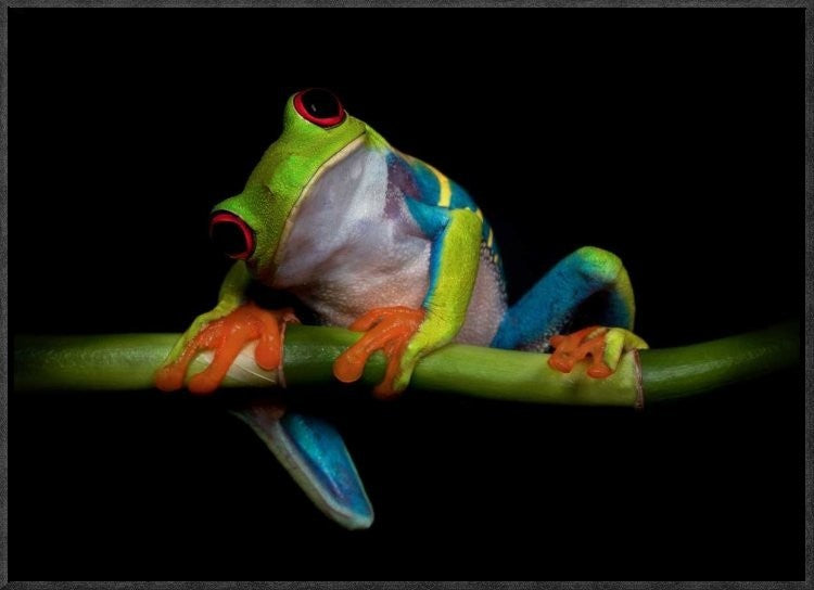 "Curiosity" Framed Canvas Giclee by Ferdinando Valverde, 23x17"