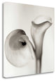"Florison - 35" By Alan Blaustein, Giclee Print on Gallery Wrap Canvas