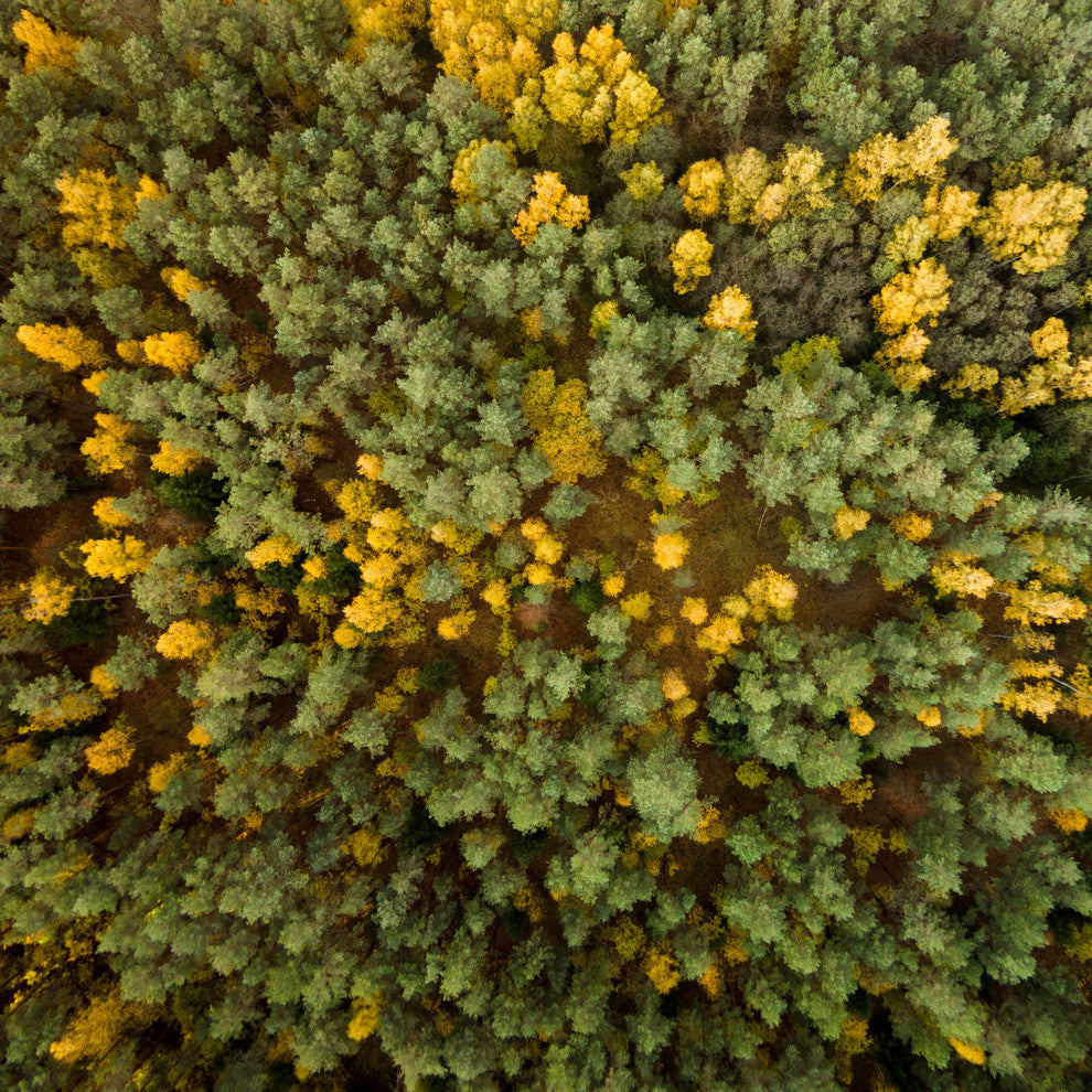 "Yellow and Green Trees" Print on Canvas by Karolis Janulis