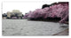 CATeyes ''Basin Blossoms'' Canvas Art, 16x32