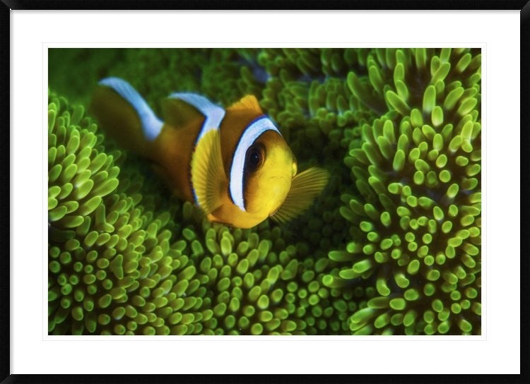 "Yellow Clownfish On Green Anemon"  by Barathieu Gabriel, 44x32"