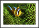 "Yellow Clownfish On Green Anemon"  by Barathieu Gabriel, 44x32"