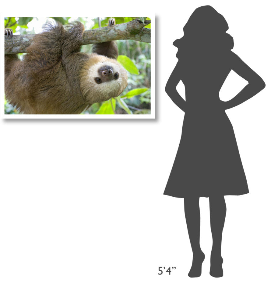 "Hoffmann's 2-toed Sloth orphan, Aviarios Sloth Sanctuary" Paper Art, 38"x26"