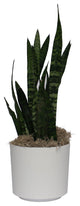 Live 3' Sanseveria 'Zeylanica' Package, White