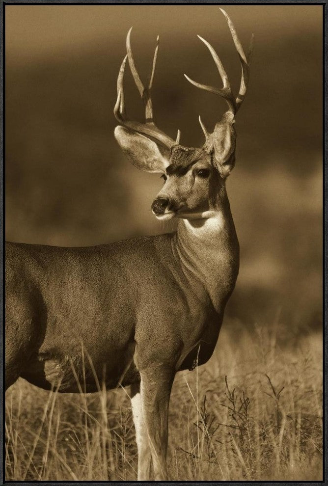 "Mule Deer male in dry grass, North America - Sepia"  by Tim Fitzharris, 25x37"