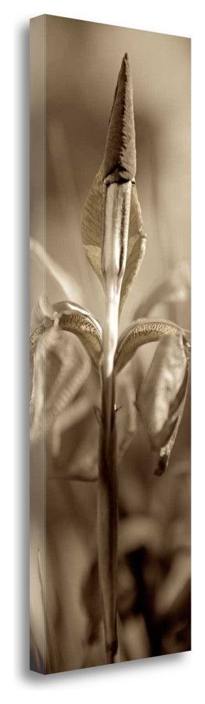 "Florison - 74" By Alan Blaustein, Giclee Print on Gallery Wrap Canvas