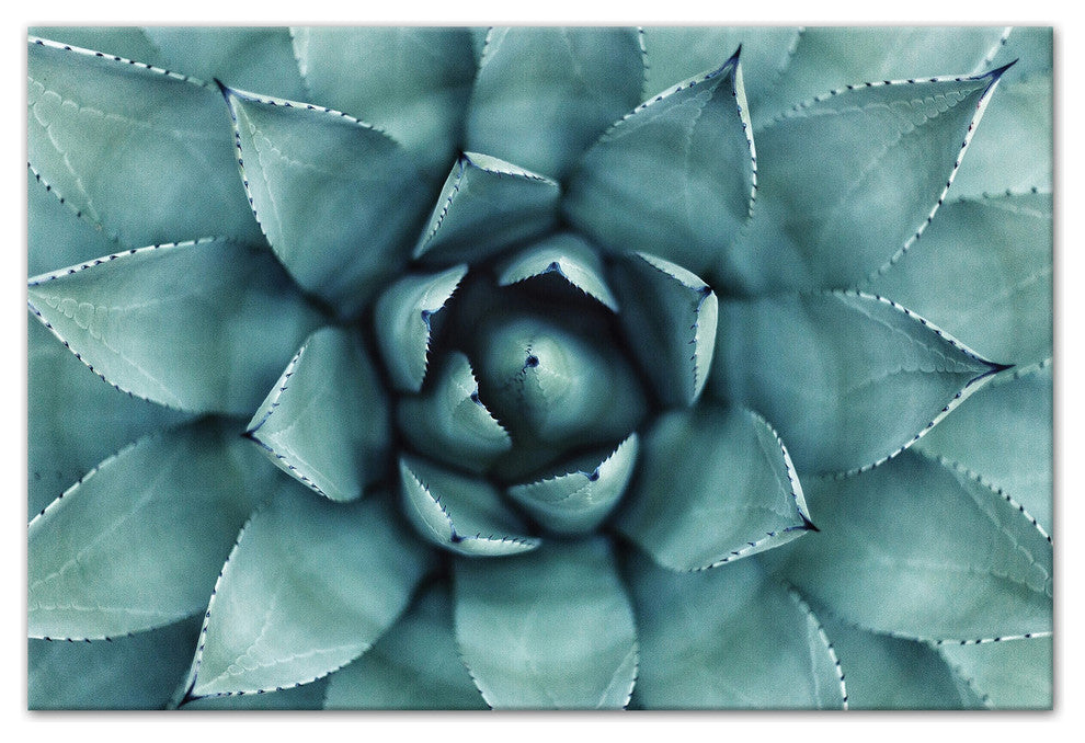 "Agave 3" Canvas Wall Art, 18"x12"