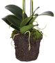 Two Stem White Phalaenopsis Orchid Faux Flower Artificial Plant Drop In