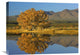 "Cottonwood Fall Foliage With Magdalena Mountains, New Mexico" Artwork