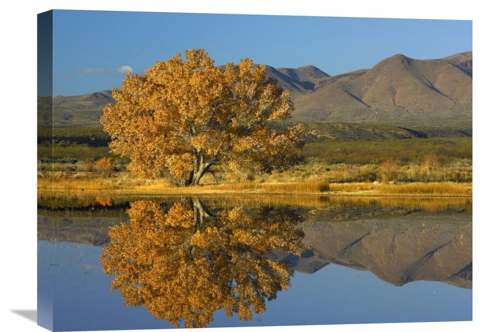 "Cottonwood Fall Foliage With Magdalena Mountains, New Mexico" Artwork