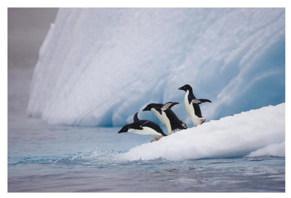 "Adelie Penguin trio diving off iceberg, Paulet Island" Paper Art, 32"x22"