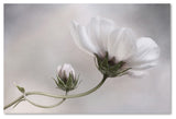 Mandy Disher 'Simply Cosmos' Canvas Art, 12x19