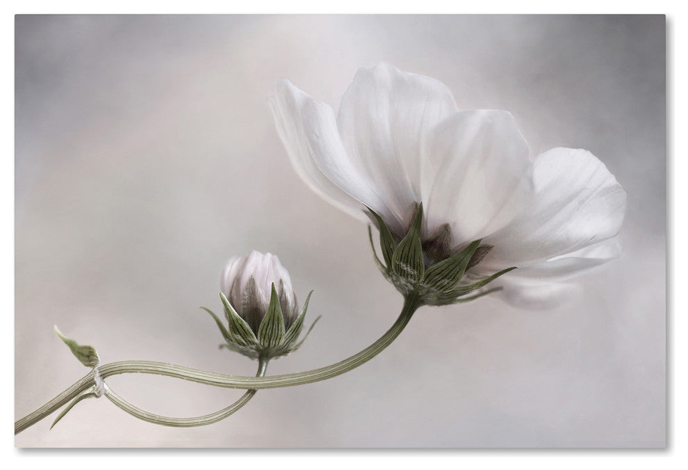 Mandy Disher 'Simply Cosmos' Canvas Art, 12x19