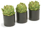 Green Artichokes in Black Circle Pot (Set of 3)
