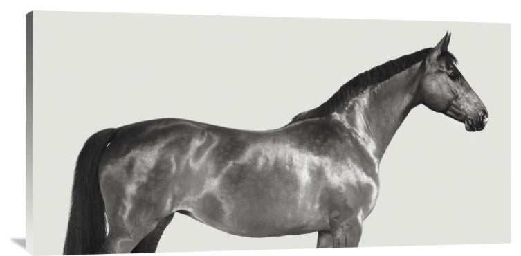 "Kingsman Cavalier, English Thoroughbred" Canvas by Pangea Images, 36x18"