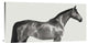 "Kingsman Cavalier, English Thoroughbred" Canvas by Pangea Images, 36x18"