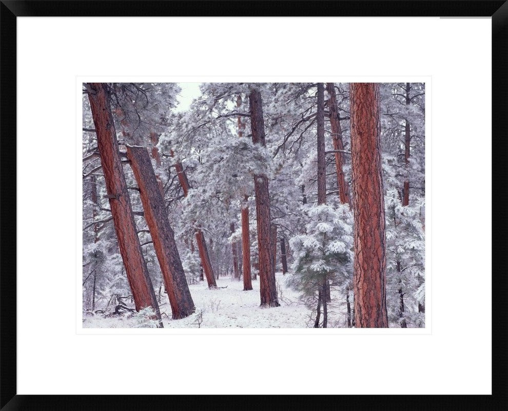 Ponderosa Pines With Snow, Grand Canyon National Park, Arizona, 22"x18"
