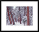 Ponderosa Pines With Snow, Grand Canyon National Park, Arizona, 22"x18"