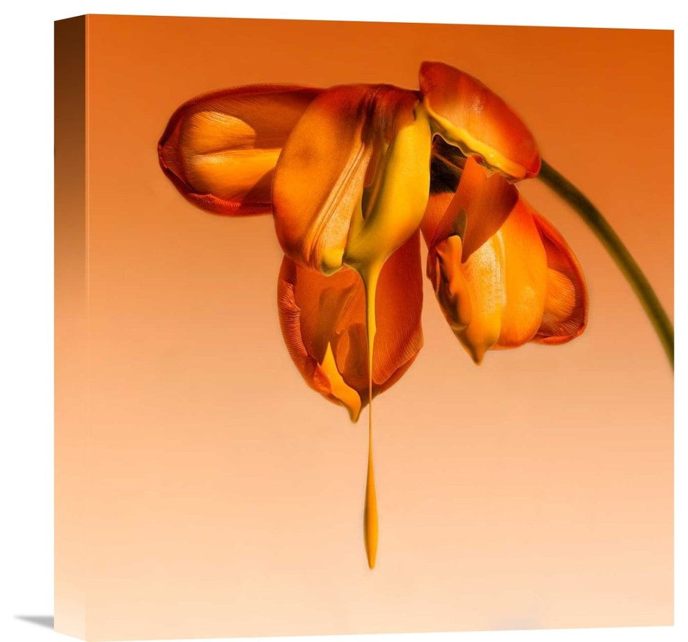 "Tears Of A Flower" Stretched Canvas Giclee by Kent Mathiesen, 15x16"