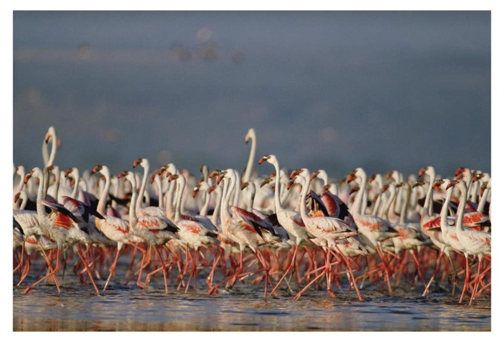 "Flamingo flock, courtship dance, Lake Nakuru" Paper Art, 32"x22"