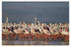 "Flamingo flock, courtship dance, Lake Nakuru" Paper Art, 32"x22"