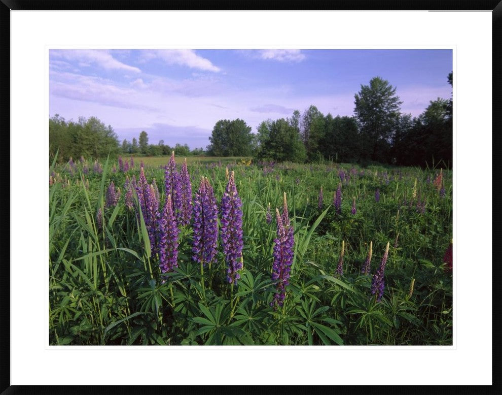 Lupine In Meadow Near Crescent Beach, British Columbia, Canada, 38"x30"