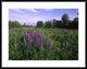 Lupine In Meadow Near Crescent Beach, British Columbia, Canada, 38"x30"