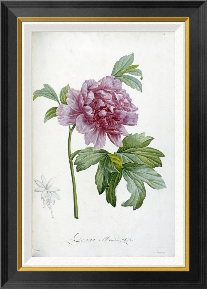 "Engraving of a Peony" Framed Canvas Giclee by Pierre Joseph Redoute, 20x28"
