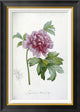 "Engraving of a Peony" Framed Canvas Giclee by Pierre Joseph Redoute, 20x28"