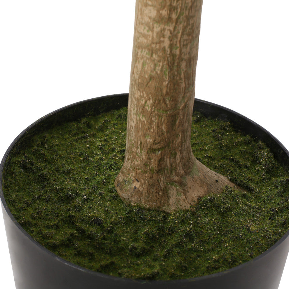 Coles Artificial Money Tree, Green, 35.4wx31.5dx70.9h