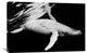 "Black and Whale" Stretched Canvas Giclee by Barathieu Gabriel, 30"x20"