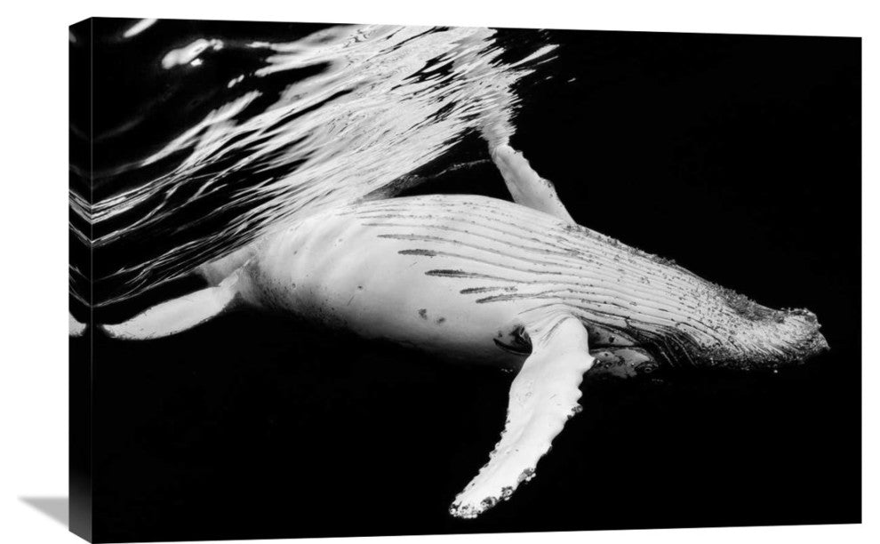 "Black and Whale" Stretched Canvas Giclee by Barathieu Gabriel, 30"x20"