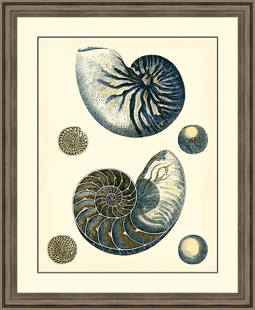 Antique Blue Nautilus' Vintage Coastal Framed Fine Art, 18x22"