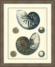 Antique Blue Nautilus' Vintage Coastal Framed Fine Art, 18x22"
