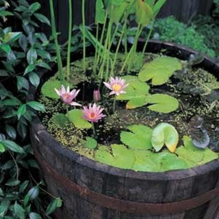 Water Tight Shallow Wine Barrel Planter, 17"h