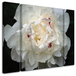 "Perfect Peony" Multi-Panel Canvas Art Set by Kurt Shaffer