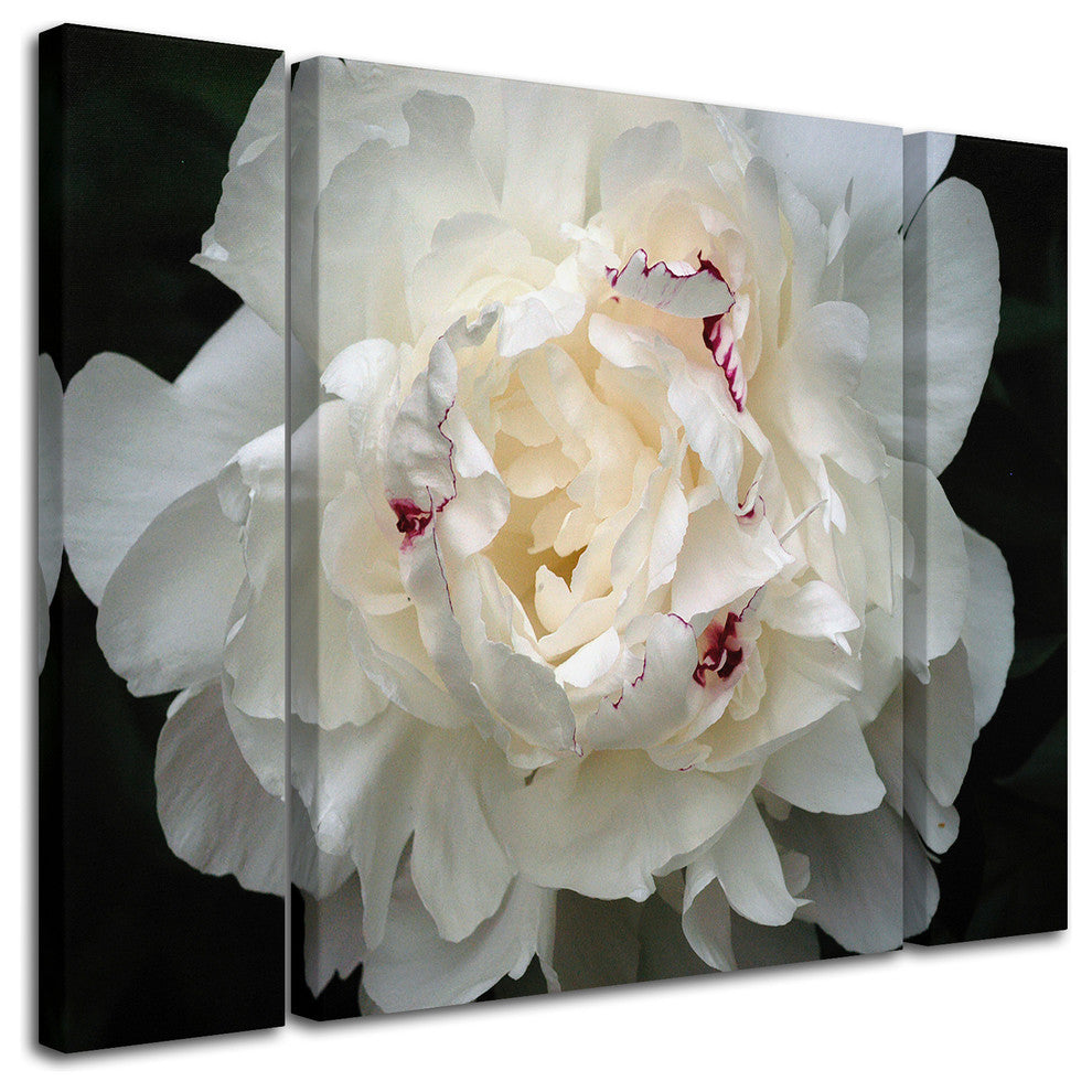 "Perfect Peony" Multi-Panel Canvas Art Set by Kurt Shaffer