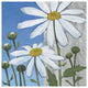 "Summer Garden I Silver" Digital Paper Print by Kathrine Lovell, 38"x38"