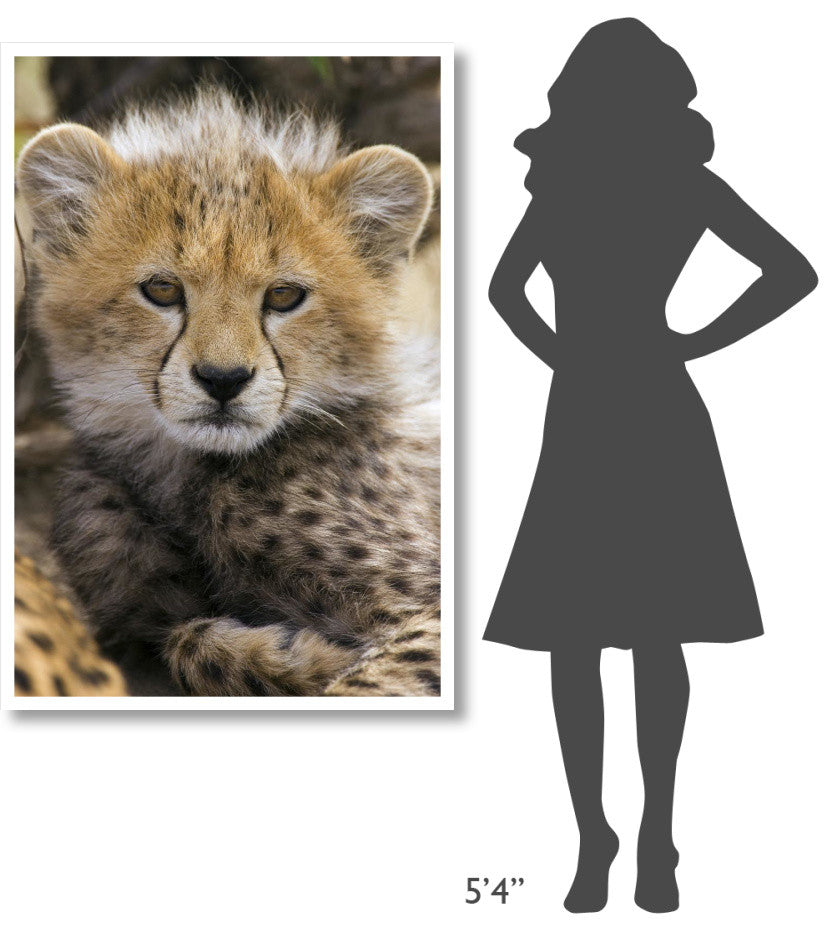 "Cheetah 10-12 week old cub portrait, Maasai Mara Reserve" Paper Art, 34"x50"