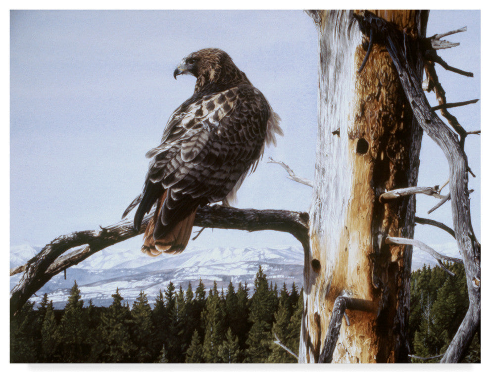 Ron Parker 'Red Tailed Hawk' Canvas Art, 24"x18"