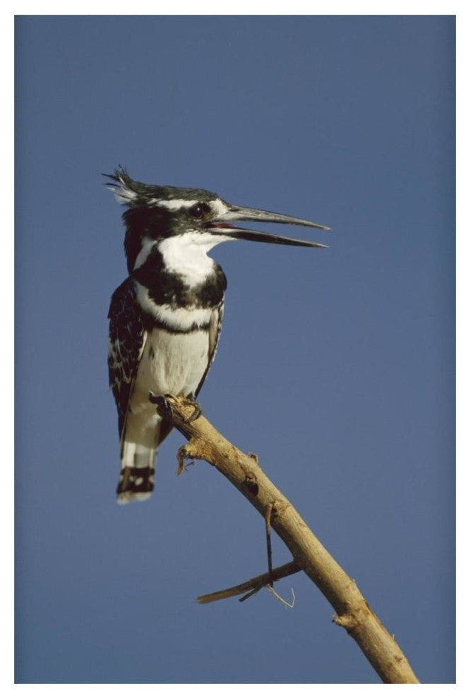 "Pied Kingfisher calling, Kenya" Digital Paper Print by Tim Fitzharris, 14"x20"