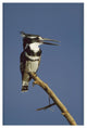 "Pied Kingfisher calling, Kenya" Digital Paper Print by Tim Fitzharris, 14"x20"